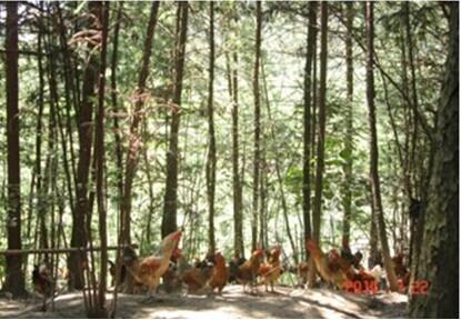 重庆市产业扶贫专家团专家深入南川开展科技扶贫工作(图2) 重庆市产业扶贫专家团专家深入南川开展科技扶贫工作(图2)