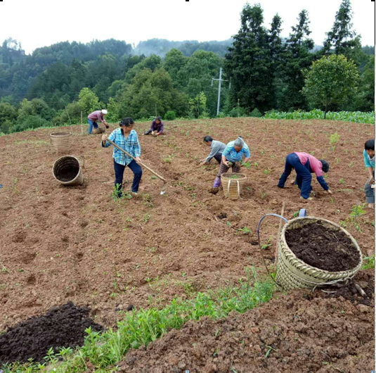 重庆贺友农副产品有限公司简介(图4)