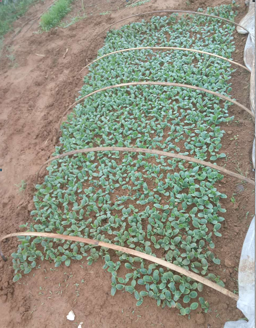 重庆贺友农副产品有限公司简介(图2)