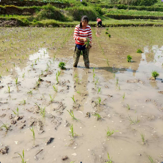 重庆贺友农副产品有限公司简介(图5)