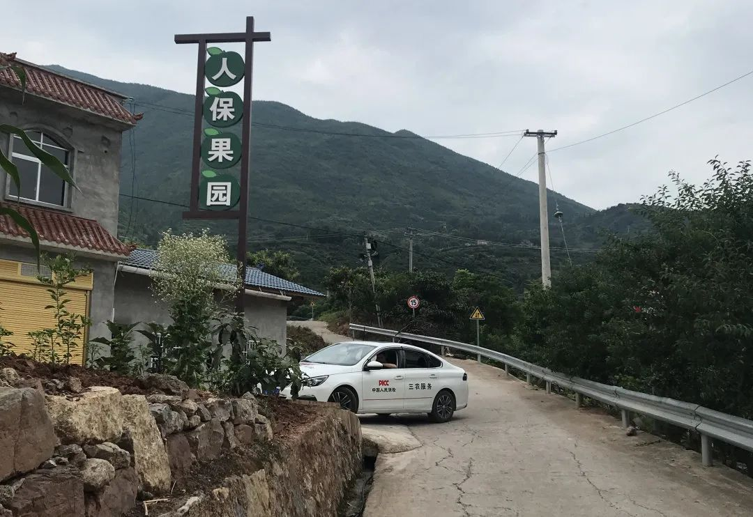 “重庆宝贝”巫山脆李熟啦,欢迎订购!(图2) “重庆宝贝”巫山脆李熟啦,欢迎订购!(图2)