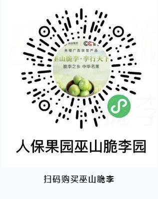 “重庆宝贝”巫山脆李熟啦,欢迎订购!(图8) “重庆宝贝”巫山脆李熟啦,欢迎订购!(图8)